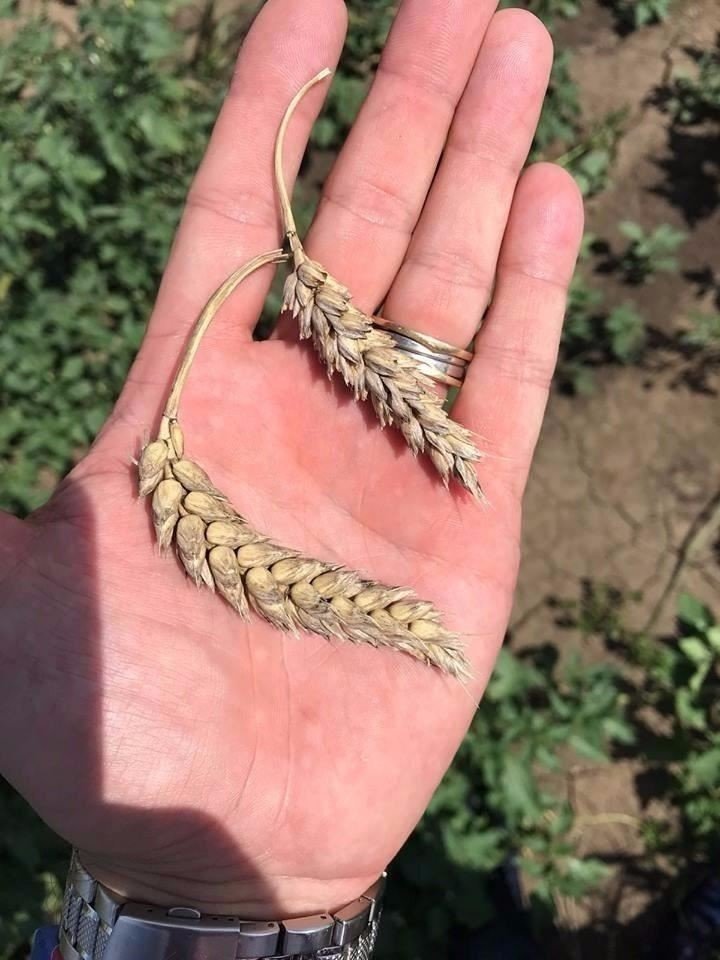 Алтайская пшеница