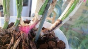 Дендробиум орхидея пересаживание