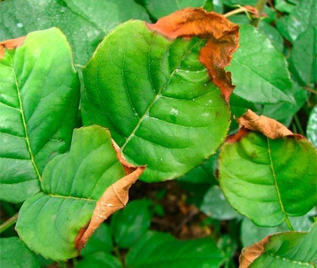 Ржавчина на листьях