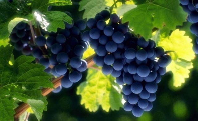 Виноград центурион