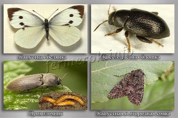 Бабочка капустница самка и самец