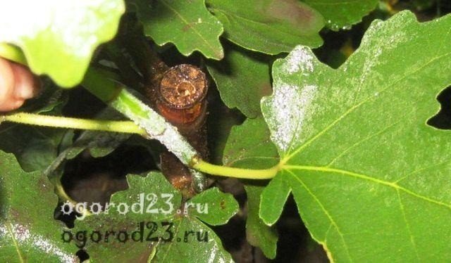 Дуб черешчатый quercus robur