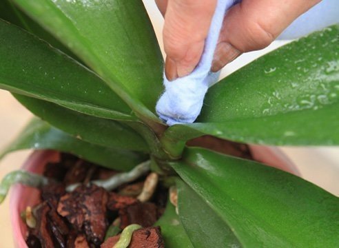 Орхидея фаленопсис цветонос