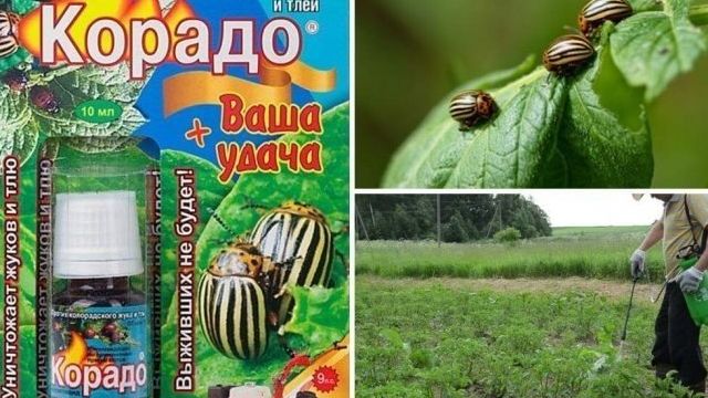 Инсектицид Корадо и его применение против колорадских жуков