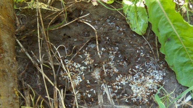 Борьба с муравьями на садовом участке