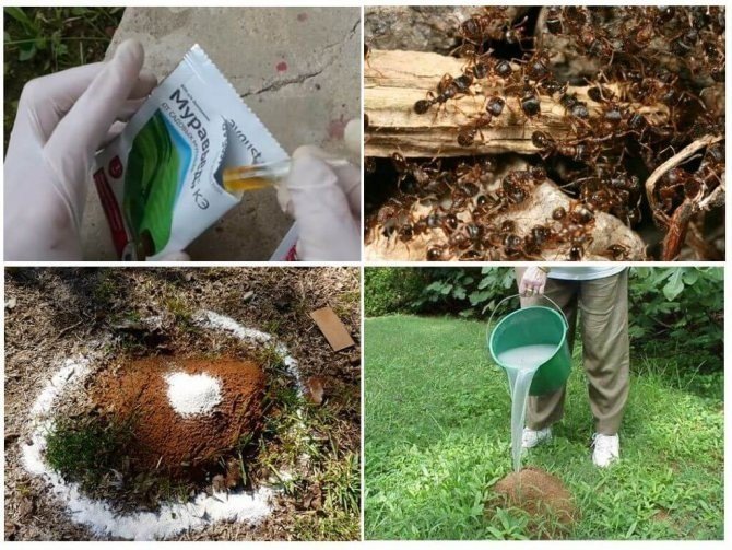 Чем можно обработать пионы от муравьев
