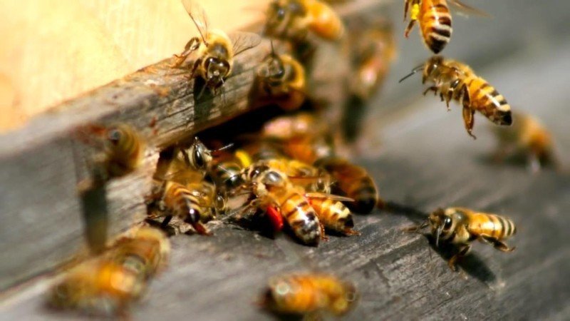 Пчелы залетают в улей
