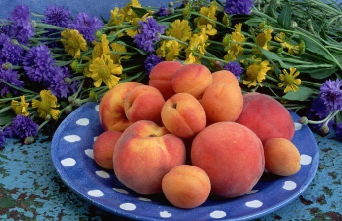 Отличия персика от абрикоса