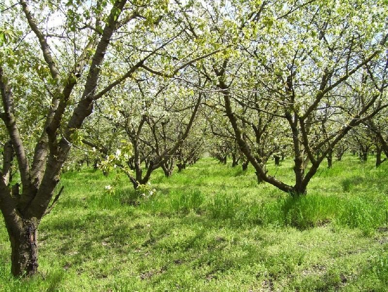 Ясная поляна яблоневые сады весной