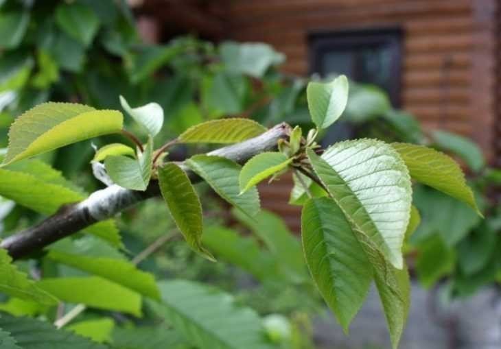 Prunus avium листья