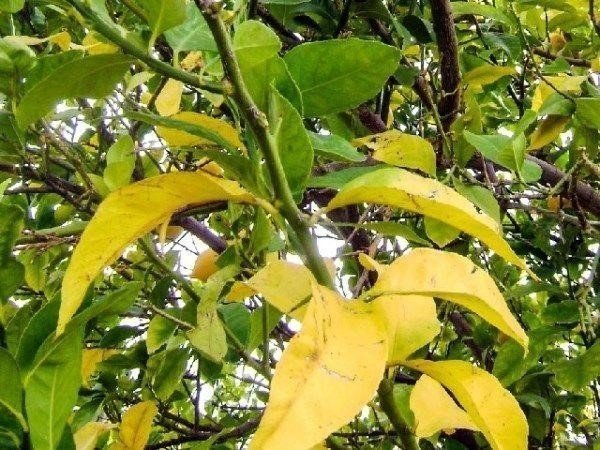 На груше желтеют листья