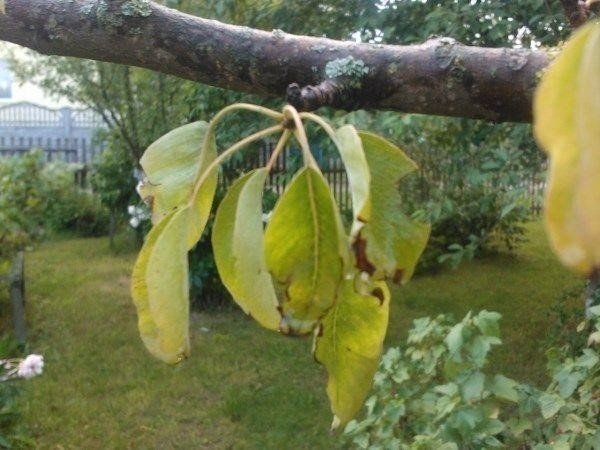 Пожелтение листвы у груши летом