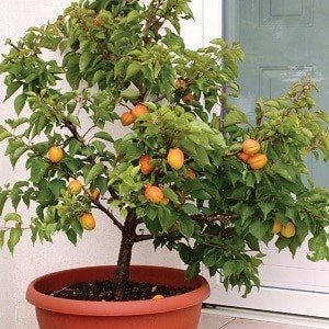 Апельсиновое дерево в горшке