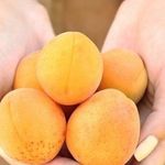 Как посадить абрикос саженец весной