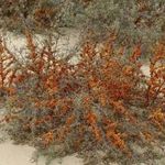 Облепиха ‘Оранжевая’ — описание сорта, характеристики