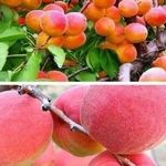 Описание и характеристика сорта абрикоса Саратовский рубин
