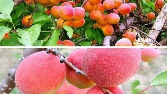 Описание и характеристика сорта абрикоса Саратовский рубин