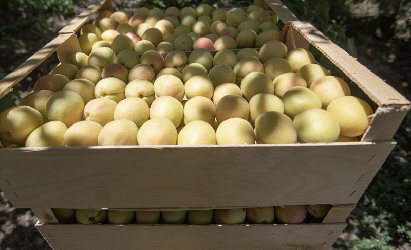 Иранский яблоки в складах