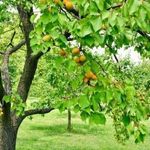 Особенности выращивания и ухода за сортом абрикоса Викинг