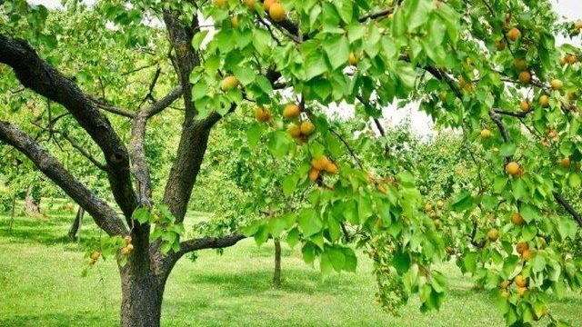 Особенности выращивания и ухода за сортом абрикоса Викинг