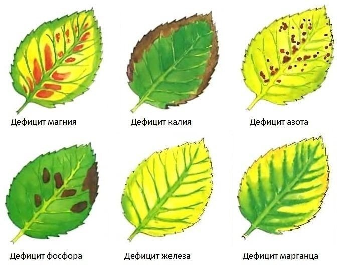 Нехватка микроэлементов у растений определить по листьям