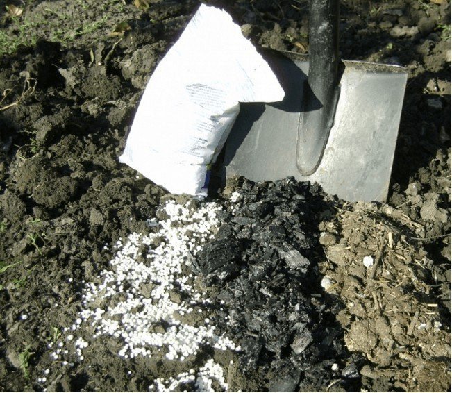Подготовка почвы под посадку кормовой свеклы