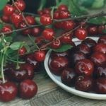 Лучшие сорта вишни для средней полосы России с фото названием и описанием
