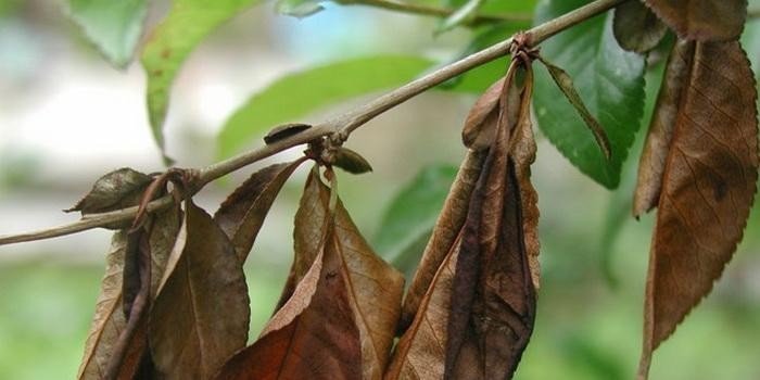 Болезни груши с почернением листьев