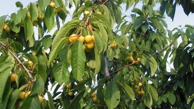 Сорта вишни с желтыми плодами