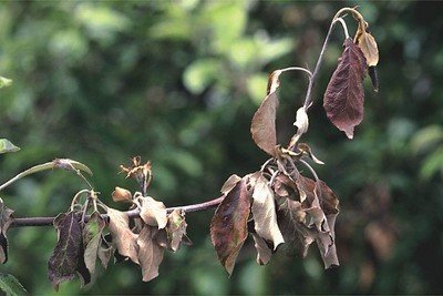 Бактериальный ожог листьев на молодой груше