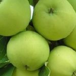 Агротехника выращивания яблони папировка