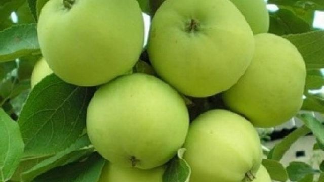 Агротехника выращивания яблони папировка