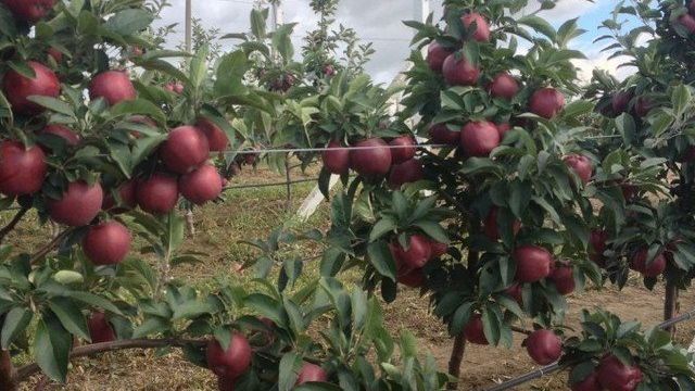 Ботаническое описание и подробная характеристика сорта яблонь Байя Мариса
