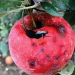 Как посадить и вырастить яблоню сорта «Серебряное копытце» у себя на участке