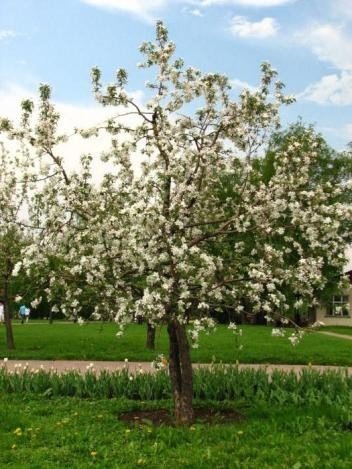 Яблоня коваленковское цветение