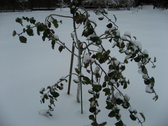 Яблоня с листьями зимой