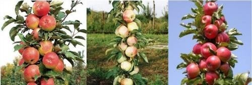 Яблоня колоновидная васюган
