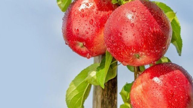 Колоновидная яблоня Червонец: описание сорта, фото, отзывы