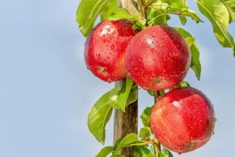 Яблоня колонновидная червонец