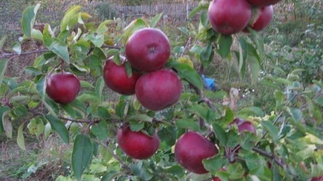 Сорт яблони Медуница – описание, фото, отзывы садоводов