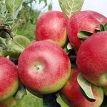 Описание канадского сорта яблони Макинтош