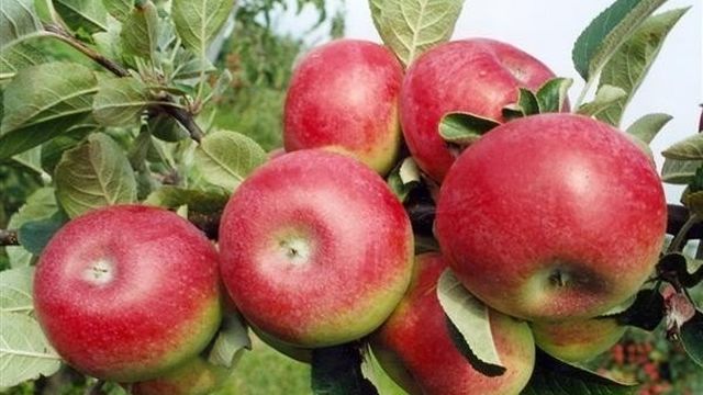 Описание канадского сорта яблони Макинтош