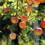 Районированные сорта яблонь для Урала с фото и описанием