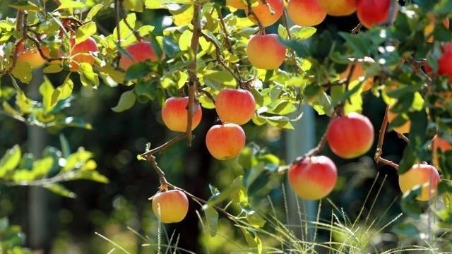 Какие сорта яблонь лучше сажать на Урале