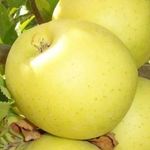 Сорт яблони Брянское Золотистое