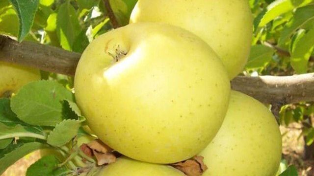 Сорт яблок Брянское Золотистое описание, фото, отзывы
