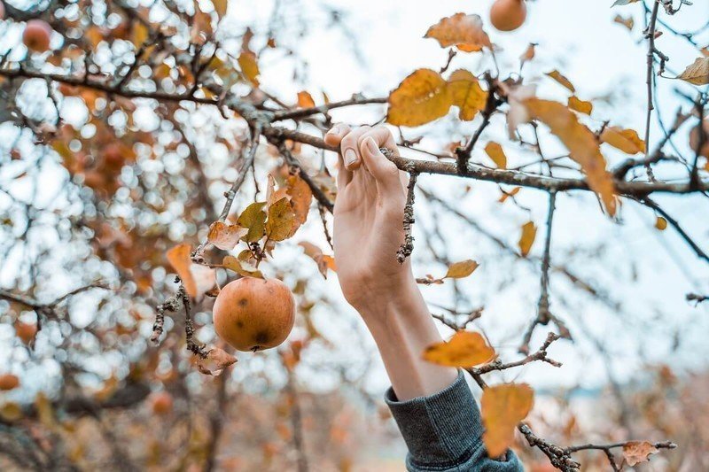 Осень яблоки на деревьях