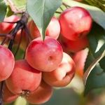 Выращивание яблони Ягодная