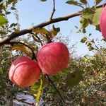 Яблоки Фуджи — описание и характеристики сорта
