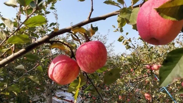 Особенности сорта яблони Фуджи: история селекции, преимущества и недостатки